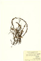 藏品(水豬母乳)的圖片